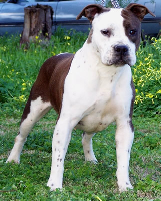 DDDawgs They Call Her Domino